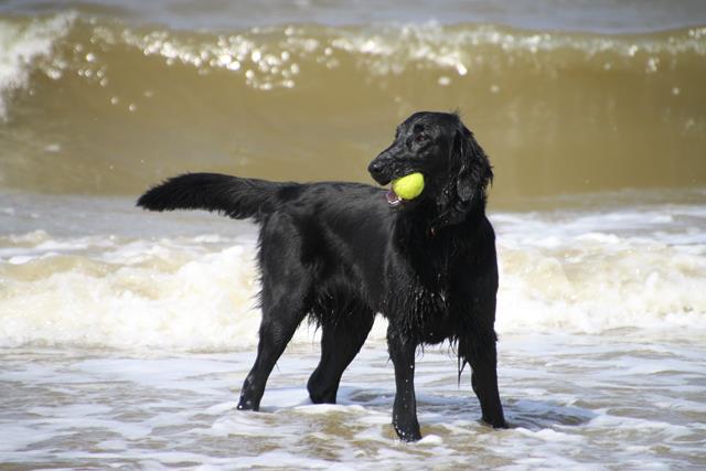 LingeBed honden flatcoats