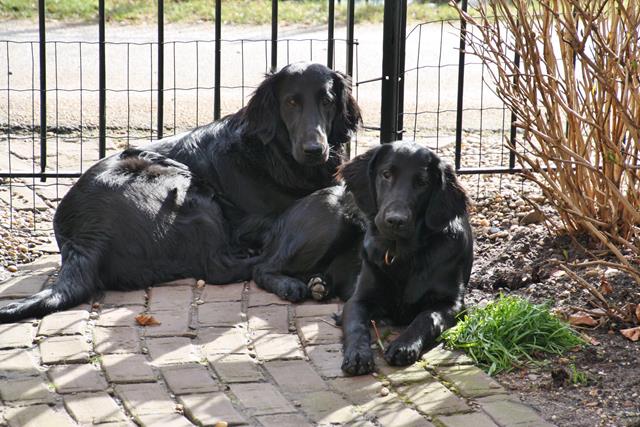 LingeBed honden flatcoats