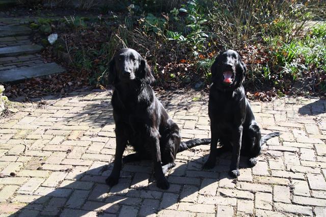 LingeBed honden flatcoats