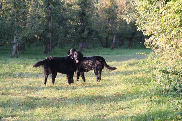 LingeBed honden flatcoats